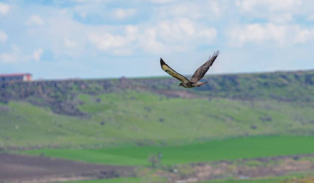 Yırtıcı bilinen masum kuşlar Dicle’yi mesken tuttu 1
